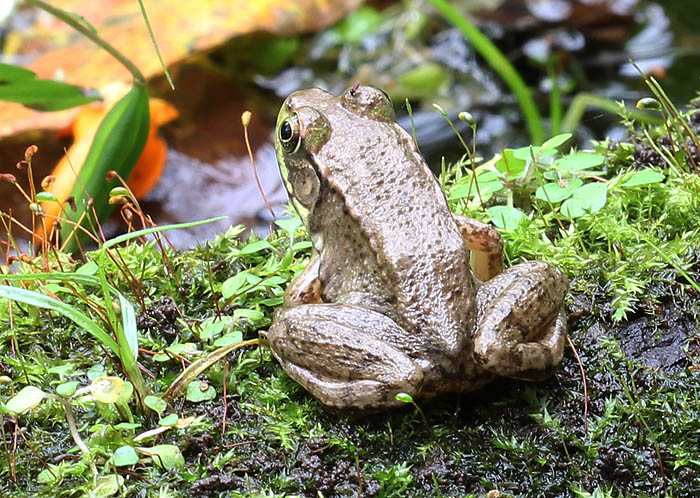 Green Frog